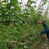 河内市中野乡有机蔬菜生产合作社的有机蔬菜种植模式 。图自越通社