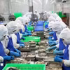 资料图。图自越通社