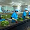 资料图。图自越通社