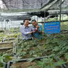 莱州人参是一种特有药用植物，具有较高的经济价值和巨大的发展潜力。图自越通社