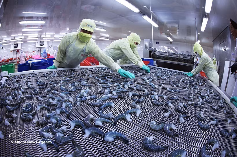 在明富水产集团位于金瓯省李文林坊的工厂，采用IQF快速冷冻技术对虾产品进行冷冻，确保符合出口标准。图片来源：越通社