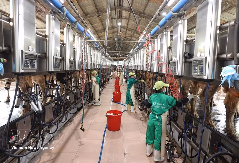 越南乳业股份公司（Vinamilk）位于嘉莱省安仁西社仁新集中养殖区的奶牛场正在进行牛奶采收。图自 越通社