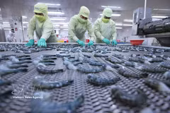 一季度越南水产品出口增长8%。图自越通社