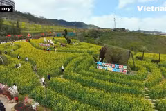 游客齐聚番西邦峰观赏春日盛放的金黄油菜花海