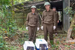生物救助、保护和发展中心职能力量将13只野生动物被放归大自然。图自越通社
