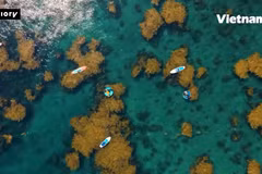 潜入“黄金海” 枯岛，体验归仁一年中最美的海藻季