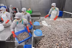 清化省清化水产品进出口股份公司蛤蜊加工链。图自越通社