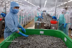 虾类加工出口为金瓯省带来了巨大的收入来源。图自越通社