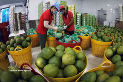 为越南果蔬出口至中国开辟“绿色通道”