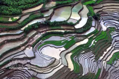 山罗：芒罗乡梯田迎来灌水季