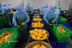 越南和蒙古国之间的贸易额具有巨大的增长潜力。图自越通社