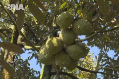 提升榴莲品质 促进可持续出口