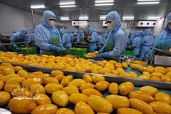 越南芒果加工链。图自越通社