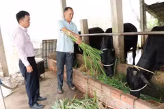 永隆省高棉族同胞注重发展畜牧业。图自dantocmiennui.baotintuc.vn
