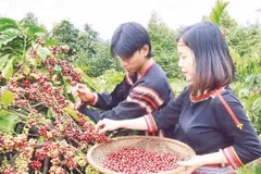 “得乐省咖啡种植与加工知识”获得国家级非物质文化遗产证书。图自nhandan.vn