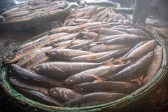 刚出锅的热腾腾鱼散发出扑鼻的海味。图自 越通社