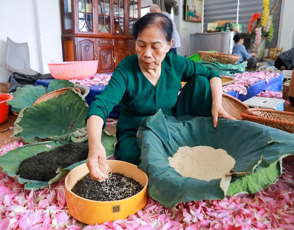 窨茶是传统荷花制作技艺中的“关键”工序。图自越通社