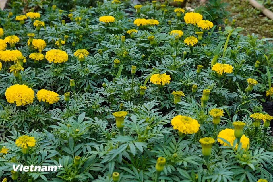 万寿菊也是春节市场上受欢迎的花卉，因为根据越南人的传统观念，这种花象征着好运、繁荣和长寿，为家庭带来福气。图自Vietnam+