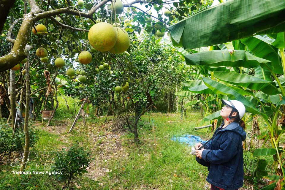 顺化市水春坊清茶柚子种植园园主在2026年盛产期采收前进行检查。图自越通社