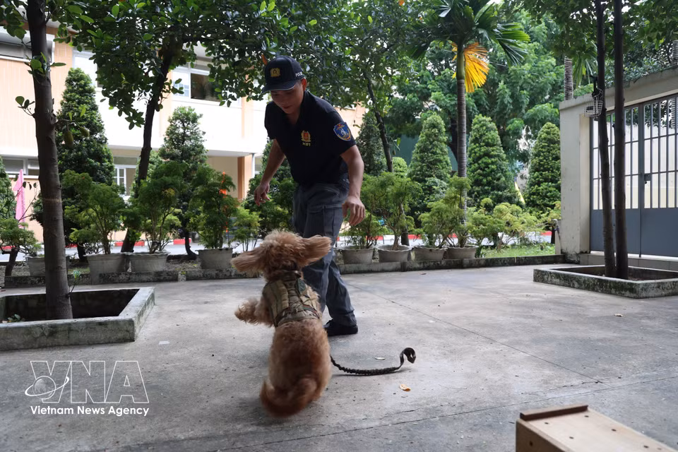警犬Nicky的嬉戏时刻。图自越通社