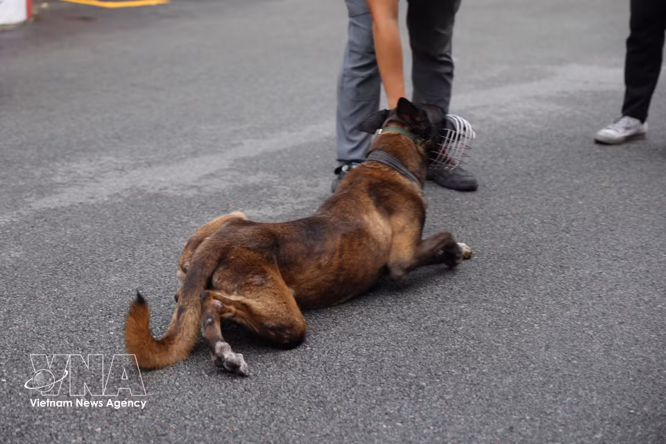 警犬Oscar执行匍匐动作。图自越通社
