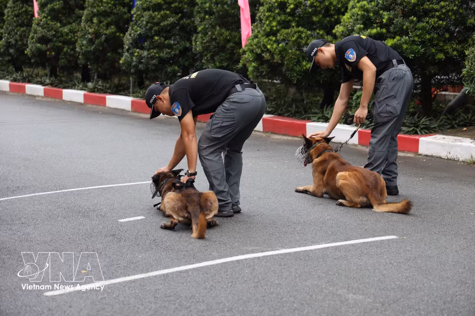 良好完成训练科目后，警犬总是得到指导干部的鼓励和表扬。图自越通社
