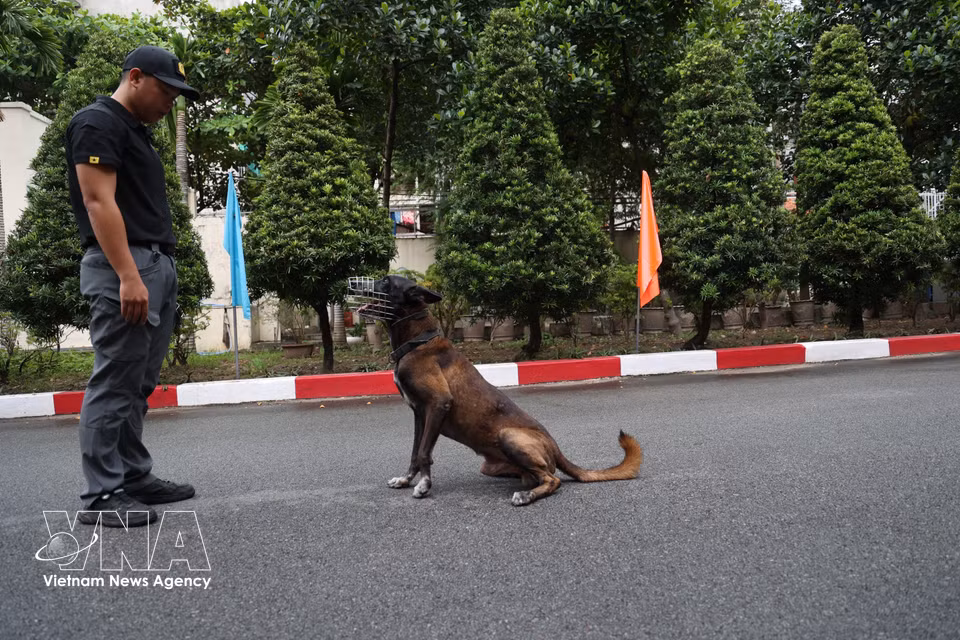 南部警卫室警犬训练时间。图自越通社