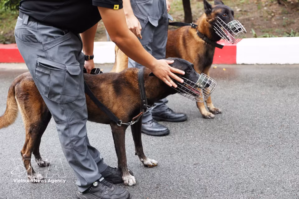 警犬Oscar在執行训练科目之前接受训练干部指导。图自越通社