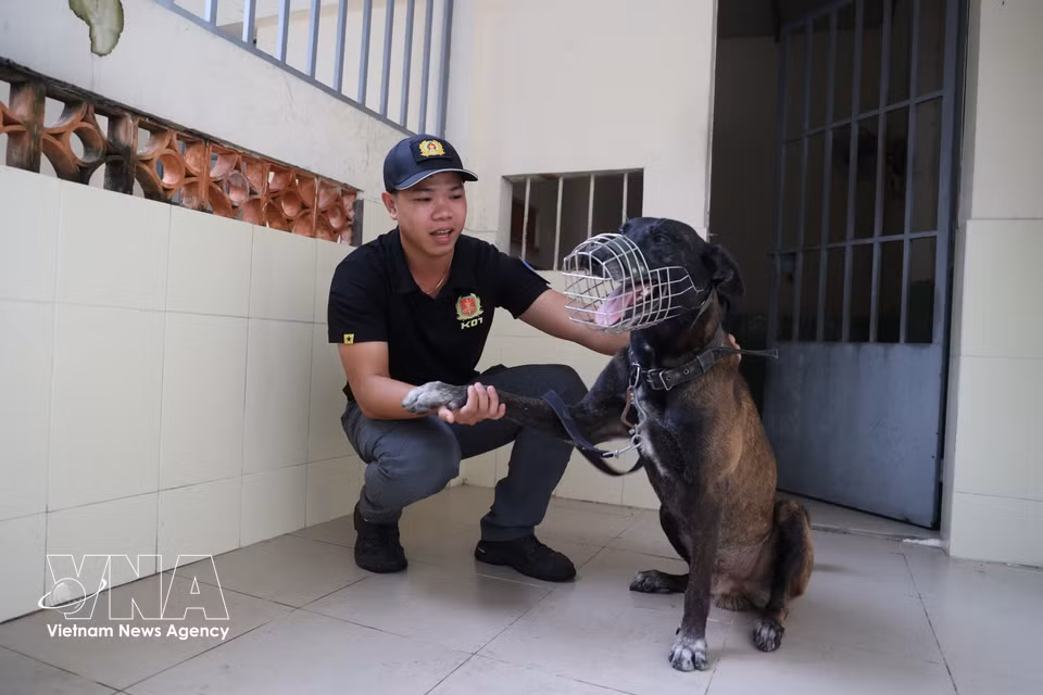 南部警卫室技术保卫队中尉阮公名，警犬Oscar的训练干部。图自越通社