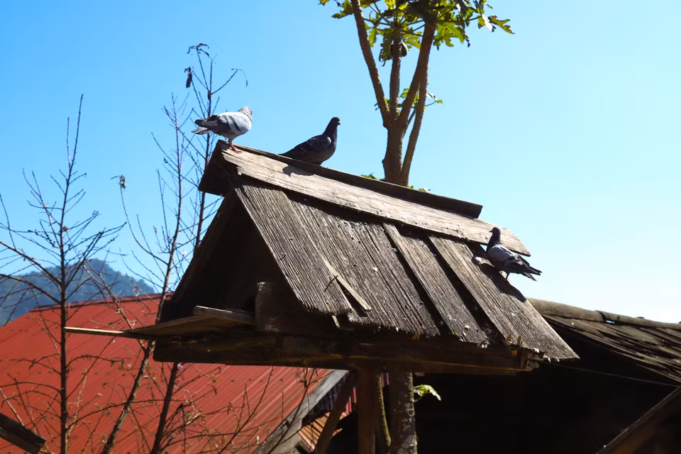 怀满村苗族同胞在屋檐下用杉木搭建的鸽子笼。图自越通社
