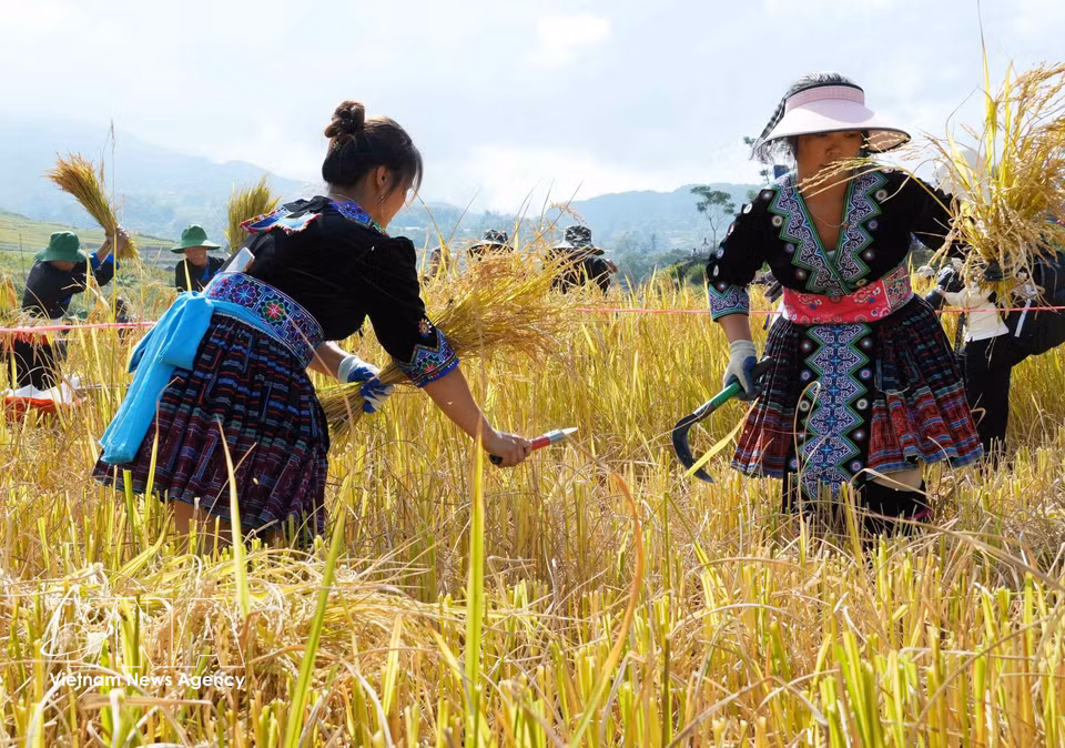 大梁乡各村寨在“大梁黄金季节——高山间的稻香”活动上比拼割稻。图自越通社
