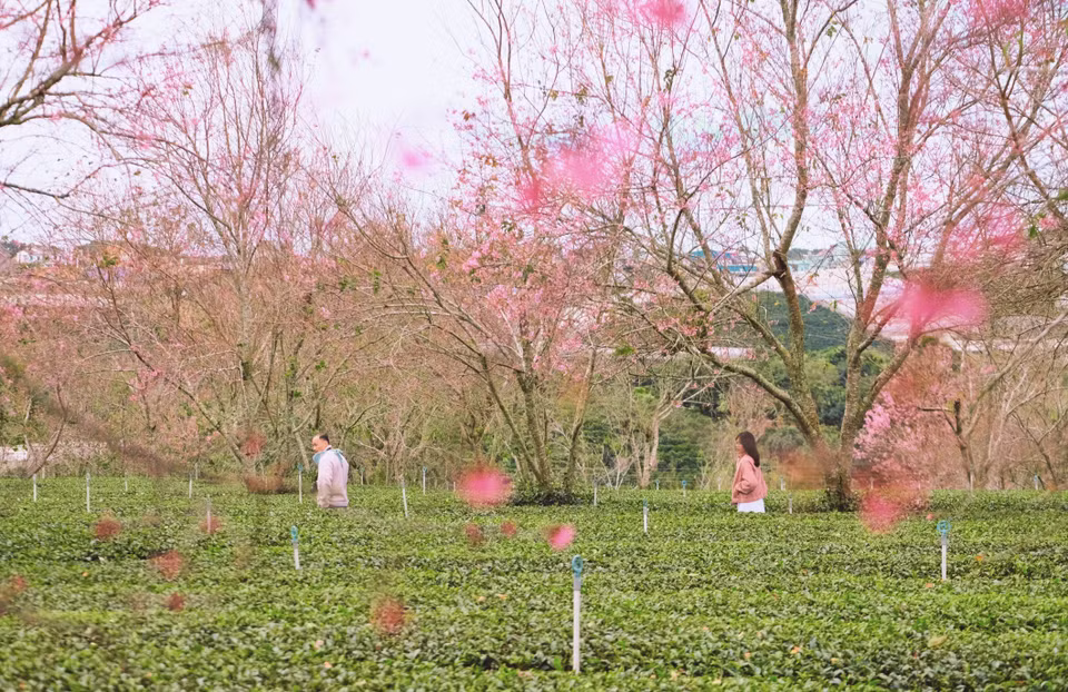 樱花初绽的大叻市郊更显妩媚。图自越通社