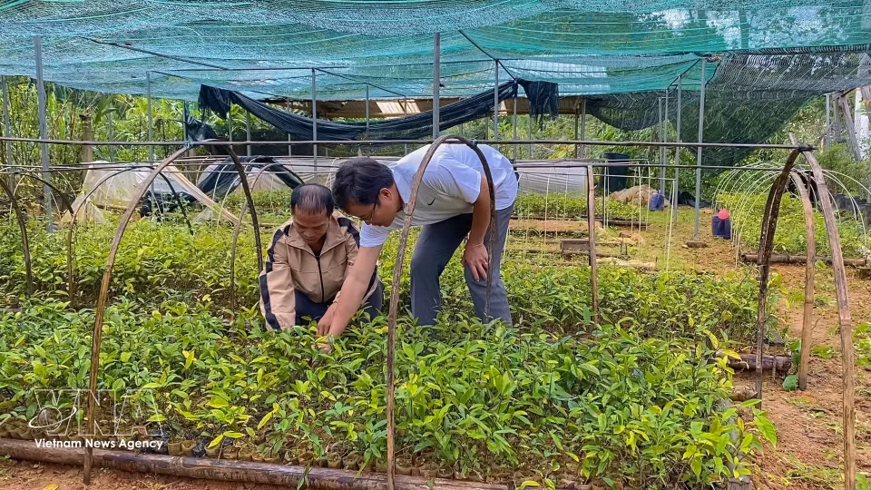 西江乡映阳药材合作组成员正在照料药材种苗，主动保障优质种源以服务扩大种植区。图自越通社