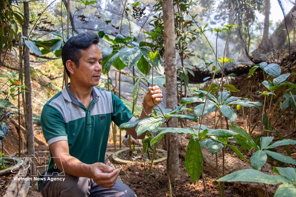 西江乡天禄农药与旅游合作社在林冠下种植七叶一枝花的耕作模式，为药材经济发展开辟了充满前景的方向。图自越通社