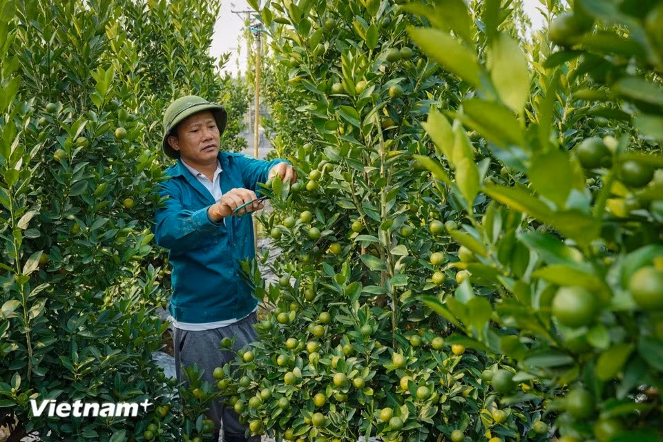 除了专门种植花卉之外，当地居民还种植橘子、桃花和柚子等植物。图自Vietnam+