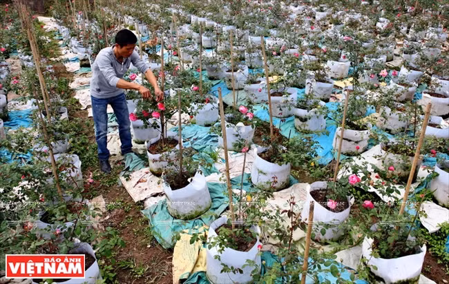 种植老玫瑰致富(组图) ảnh 2 种植老玫瑰致富(组图) ảnh 2