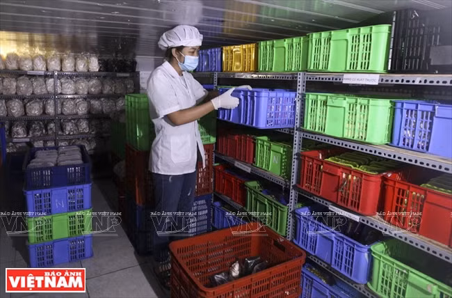 “越南理想”蘑菇品牌 ảnh 6 “越南理想”蘑菇品牌 ảnh 6