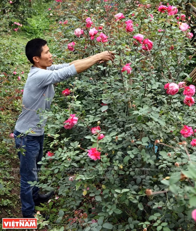 种植老玫瑰致富(组图) ảnh 4 种植老玫瑰致富(组图) ảnh 4