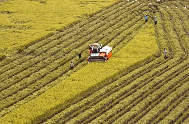 越南政府批准《2021-2030年阶段九龙江三角洲地区规划和2050年愿景》 ảnh 2 越南政府批准《2021-2030年阶段九龙江三角洲地区规划和2050年愿景》 ảnh 2