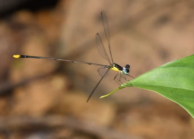 越南乂安省发现黄纹长腹扇蟌Coeliccia natgeo 蜻蜓 ảnh 1 越南乂安省发现黄纹长腹扇蟌Coeliccia natgeo 蜻蜓 ảnh 1
