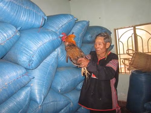 莫农族取稻草礼仪——西原地区一道美丽的文化风景线 ảnh 1 莫农族取稻草礼仪——西原地区一道美丽的文化风景线 ảnh 1