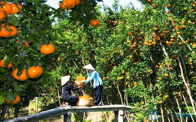 槟椥省旅游潜力巨大有待挖掘 ảnh 1 槟椥省旅游潜力巨大有待挖掘 ảnh 1