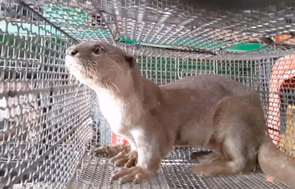 世界野生动物日:为野生动物保护工作默默贡献力量 ảnh 1 世界野生动物日:为野生动物保护工作默默贡献力量 ảnh 1