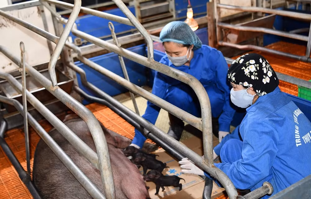越南首次成功培育出体细胞克隆家猪 ảnh 1 越南首次成功培育出体细胞克隆家猪 ảnh 1