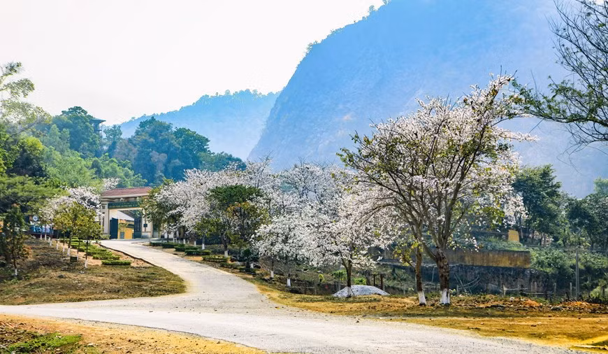 越南西北地区羊蹄甲花绽放迎春 ảnh 3 越南西北地区羊蹄甲花绽放迎春 ảnh 3
