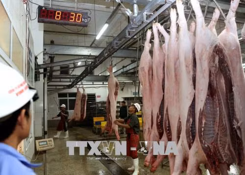 越南首次成功向国外出口猪肉 ảnh 2 越南首次成功向国外出口猪肉 ảnh 2