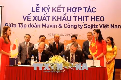 越南首次成功向国外出口猪肉 ảnh 1 越南首次成功向国外出口猪肉 ảnh 1