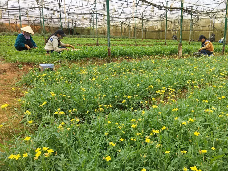 今年前6月芹苴市农业生产增长率较高 ảnh 1