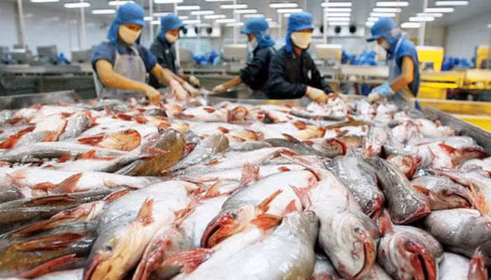 日本成为越南查鱼十大出口市场之一 ảnh 1 日本成为越南查鱼十大出口市场之一 ảnh 1
