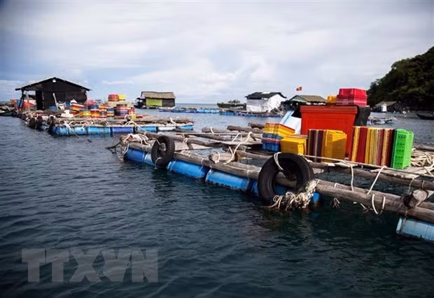加强水产资源保护修复 促进越南渔业可持续发展 ảnh 2 加强水产资源保护修复 促进越南渔业可持续发展 ảnh 2
